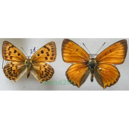 Lycaena virgaureae (Linnaeus, 1758) pair Spain13